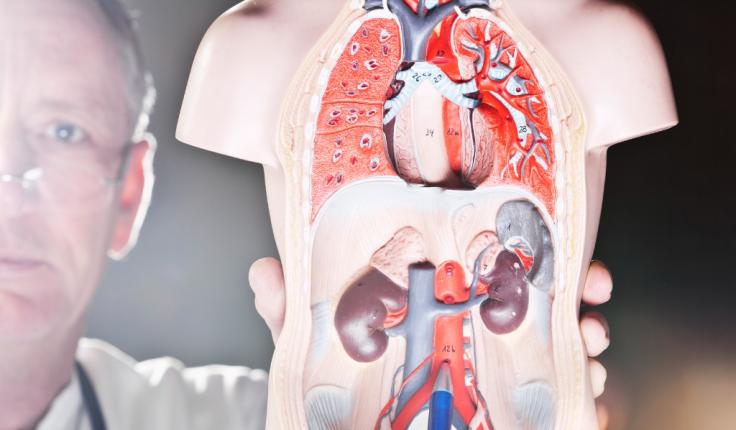 Aorte abdominale