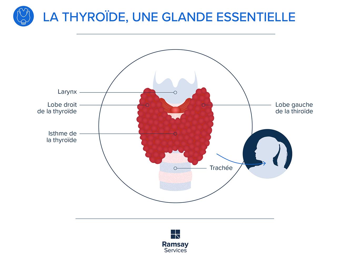 Quelles sont les différentes maladies de la thyroïde ?